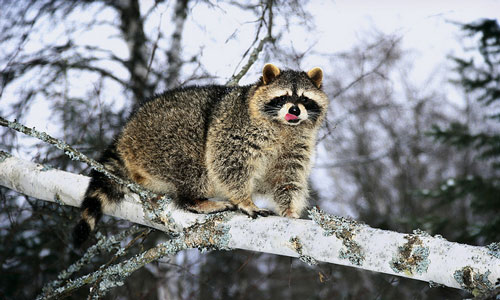 снится енот