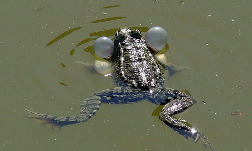 жаба во сне