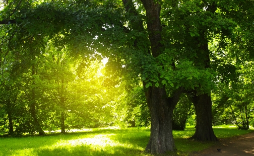 На дереве жизни символизируют плоды и «дерево жизни» будет посажено в парке мира и согласия в Нур-Султане. А как же Папа?