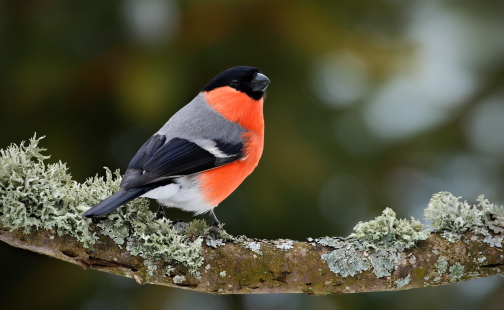 Как птицы предвещают похолодание