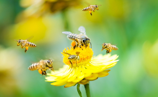 Мистическое значение осы и пчелы