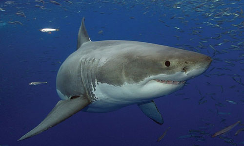 к чему снится акула 