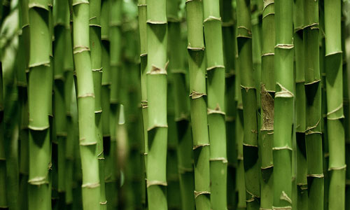 к чему снится бамбук 
