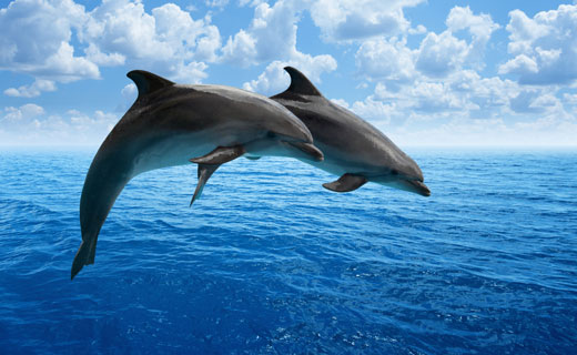 к чему снится дельфин 