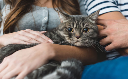 К чему снятся коты в доме. К чему снится кот