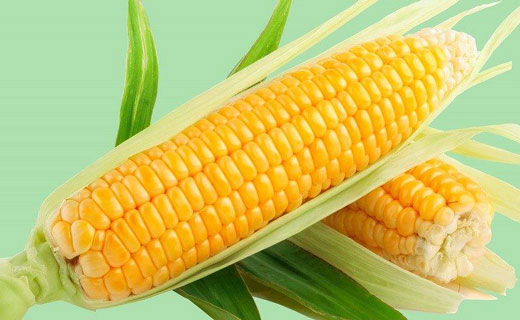 к чему снится кукуруза 
