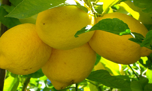 К чему снится есть лимон сонник