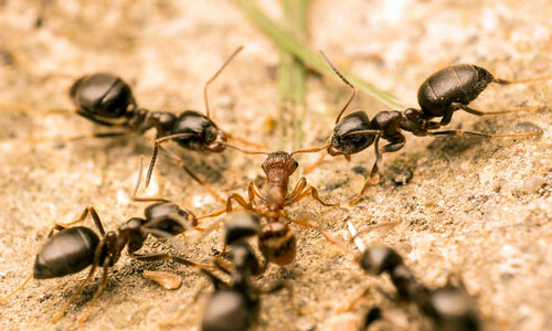  муравьи 