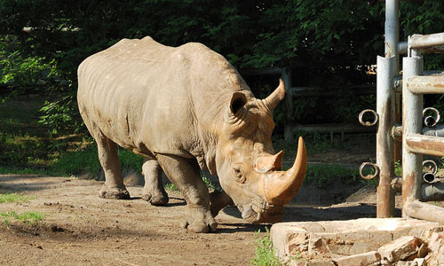 снится носорог 