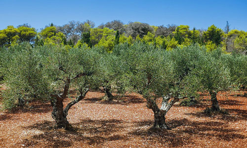 снится оливковое дерево