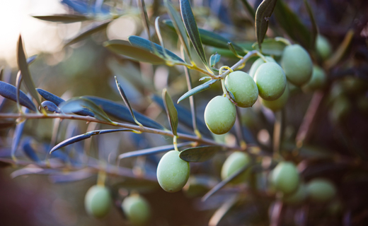  про оливковое дерево 