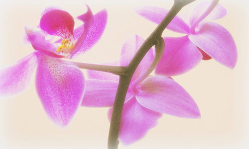 снится орхидея