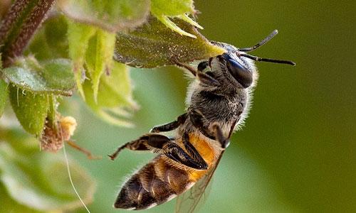 к чему снится пчела 